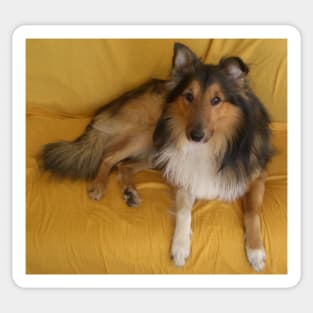 shetland sheepdog laying Sticker